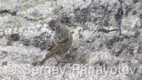 Video of Alpine Accentor - Alpine Accentor finding insects in the top of the mountain.